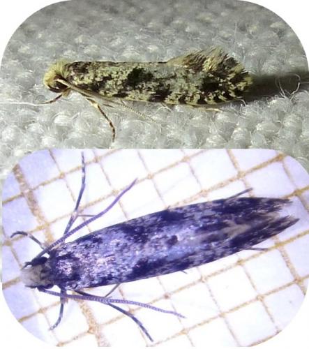 Réf. 196 930 : Nemapogon sp.